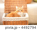 バスケットの中の猫