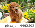 お庭の花とトイプードル