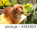 お庭の花とミニチュアダックス
