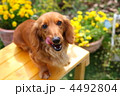 お庭の花とミニチュアダックス