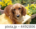 お庭の花とミニチュアダックス