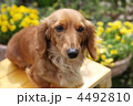 お庭の花とミニチュアダックス