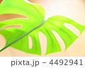 モンステラの葉