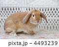 ロップイヤーラビット