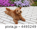 お庭の花とトイプードル