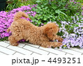 お庭の花とトイプードル