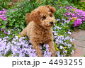 お庭の花とトイプードル