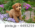 お庭の花とトイプードル