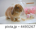 ロップイヤーラビット