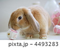 ロップイヤーラビット