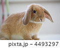 ロップイヤーラビット