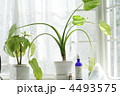 観葉植物