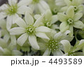 クレマチス