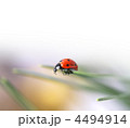 4494914
