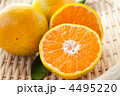 温州みかん