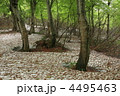 月山・新緑と残雪のブナ原生林