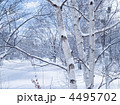 冬の白樺