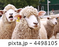 4498105