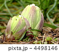 蕗の薹