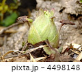 蕗の薹