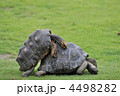 ケヅメリクガメ
