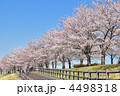 桜並木