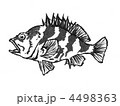 カサゴ