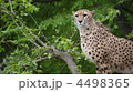 気に登るチーター