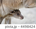 カンガルーの赤ちゃん