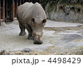 サイ
