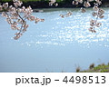 川沿いに咲く満開の桜