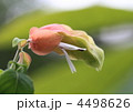 小海老草