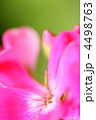 アップにしたゼラニウムの花