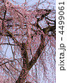 枝垂桜