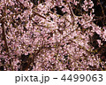 枝垂桜