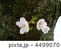 幹に咲く桜の花
