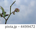 ブルーベリー