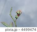 ブルーベリー