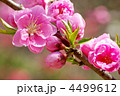 桃の花