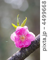 桃の花