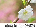 桃の花