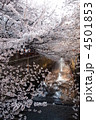 目黒川の桜