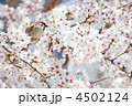 桜とスズメ