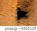 残照の中の冬鳥