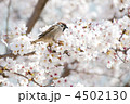 桜とスズメ