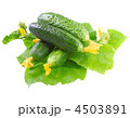 4503891