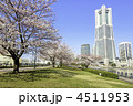 桜並木　汽車道　横浜