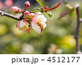 ボケとミツバチ