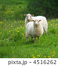 4516262
