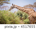 4517655